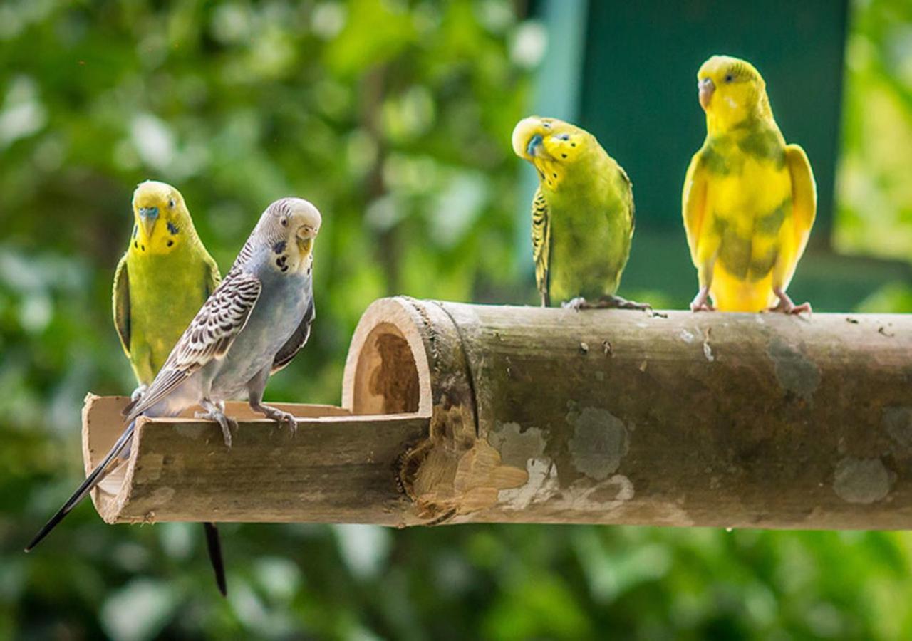 ホテル ザ オーチャード ウェルネス&ヘルス リゾート Lubuk Cina エクステリア 写真